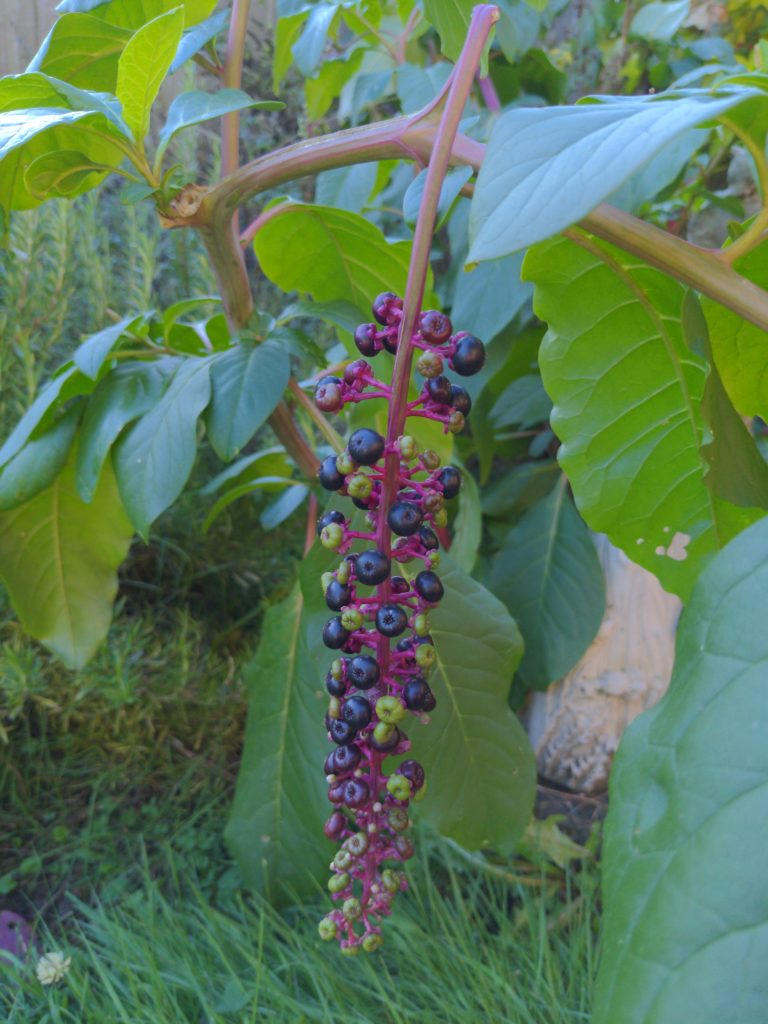 unknown fruit