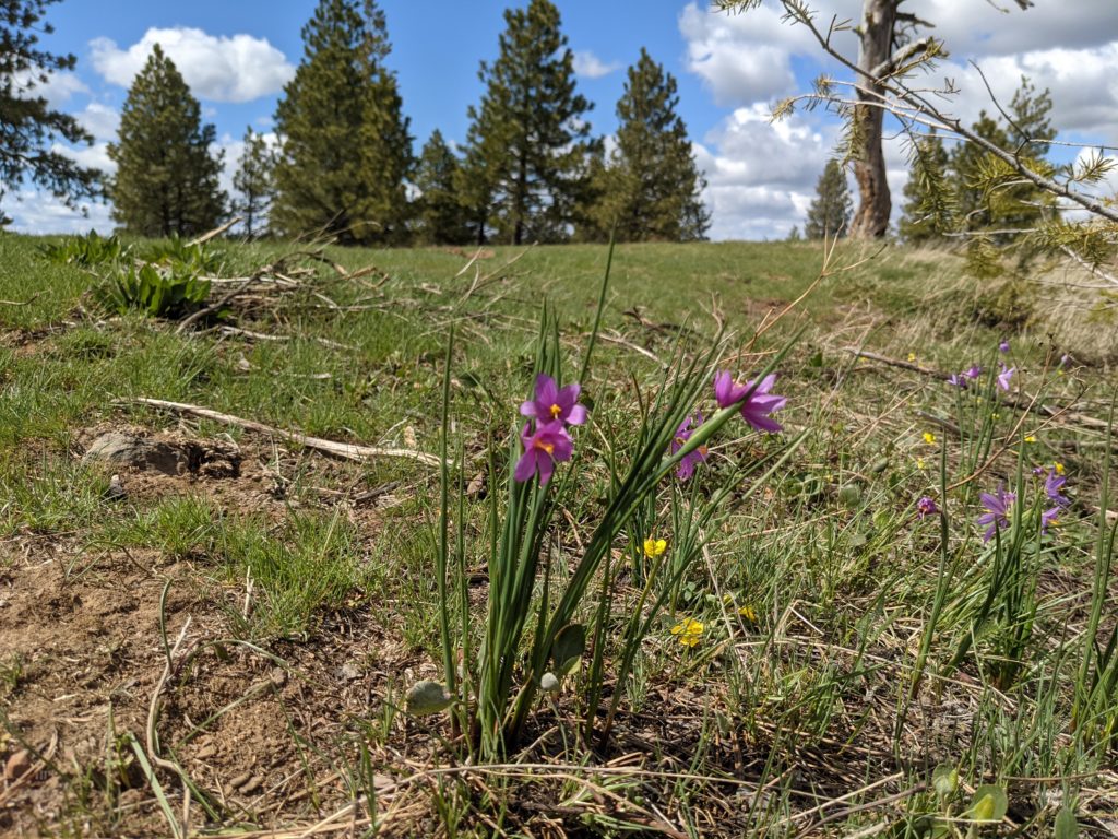 wildflowers among trees