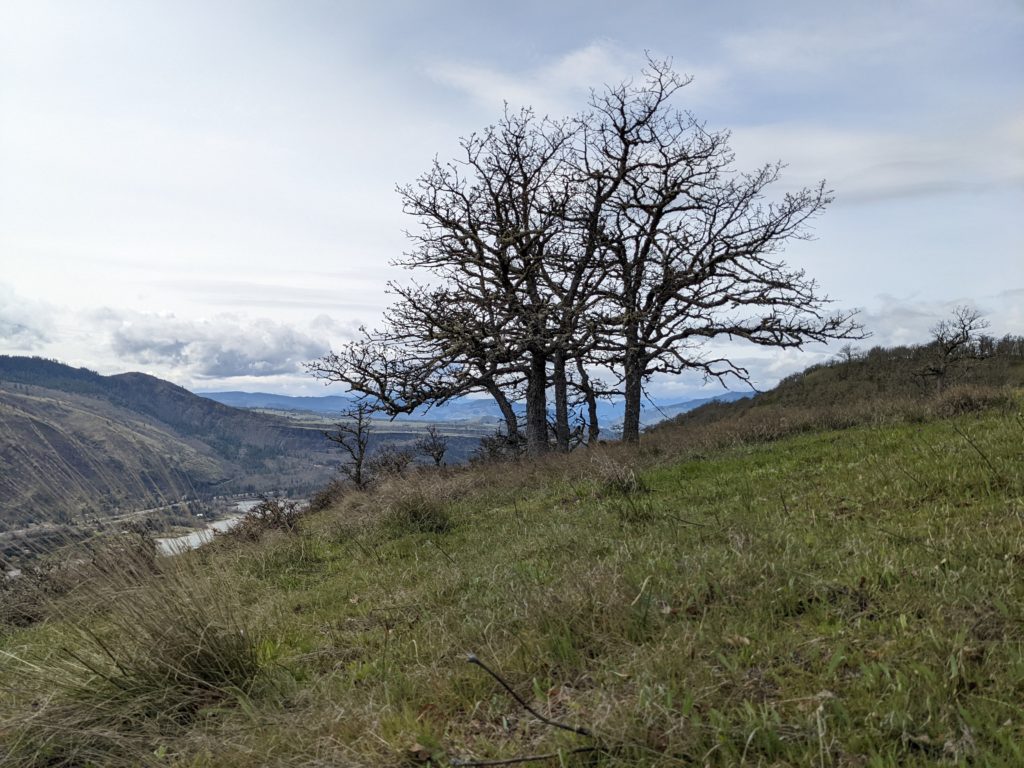 The reliance tree