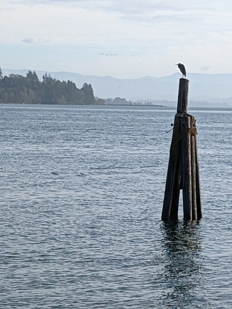 heron on piling