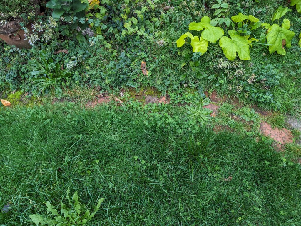 Overgrown path