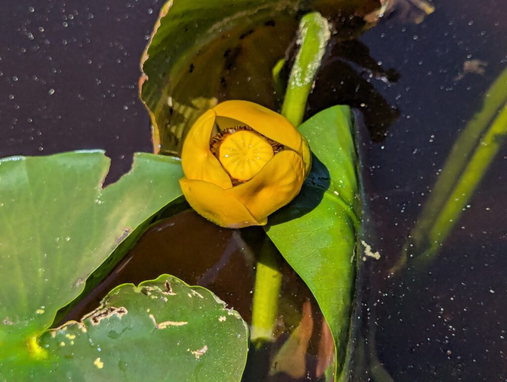 lake waterlily